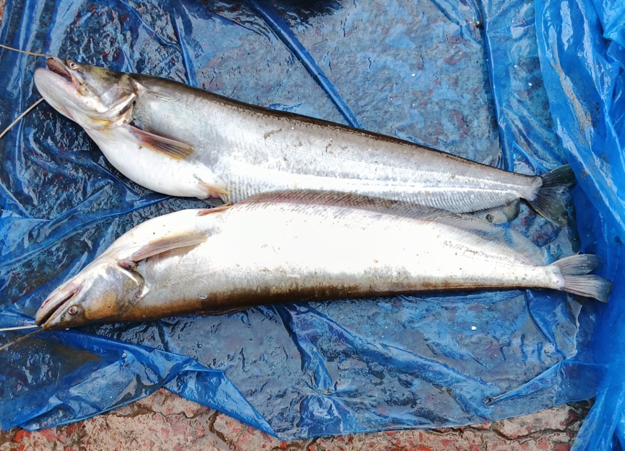 Boal (চলনবিলের বোয়াল)