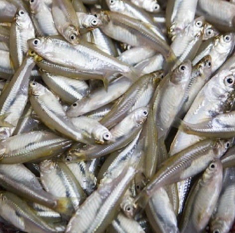 মলা মাছ ( রেডি টু কুক )