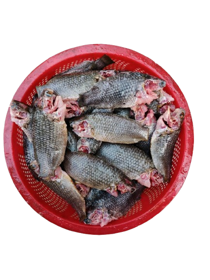 দেশি কই মাছ