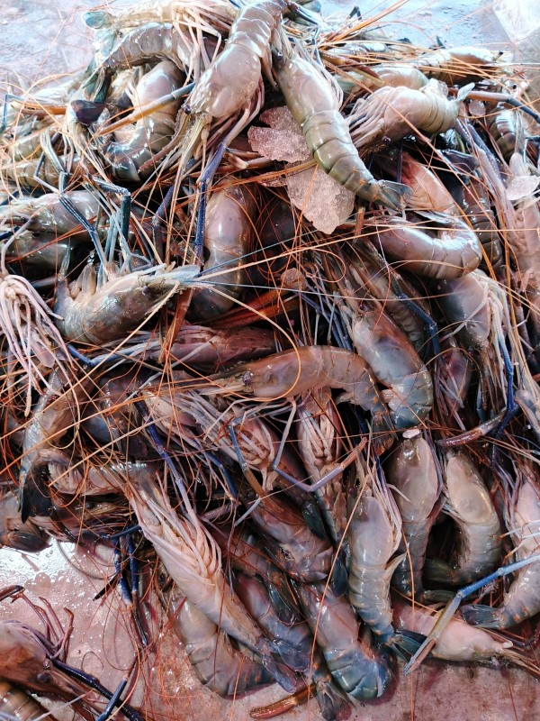 Golda (গলদা)