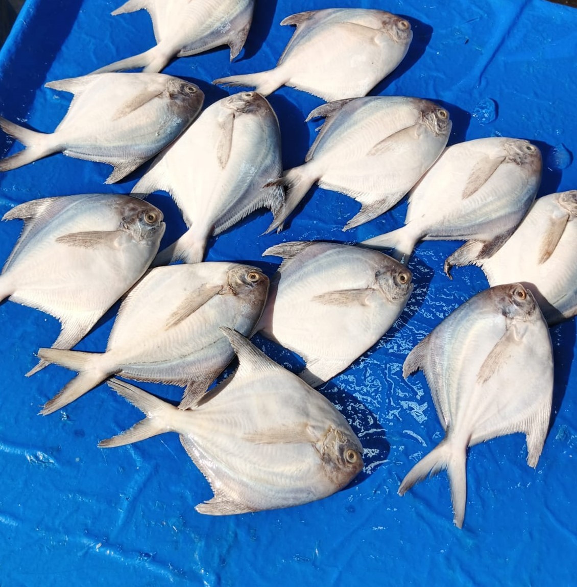 Silver Pomfret (রূপচাঁদা)