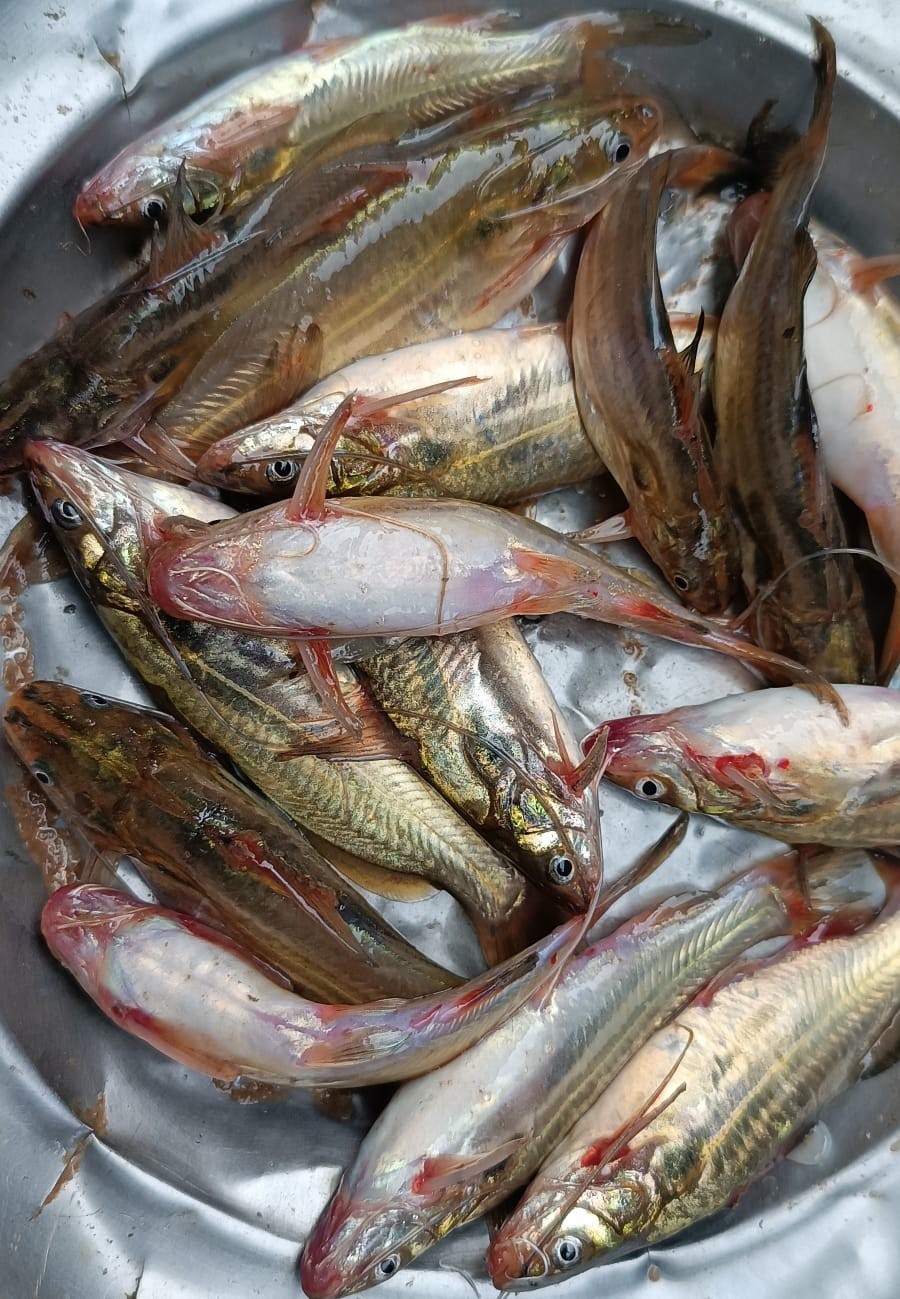 টেংরা (Tengra)