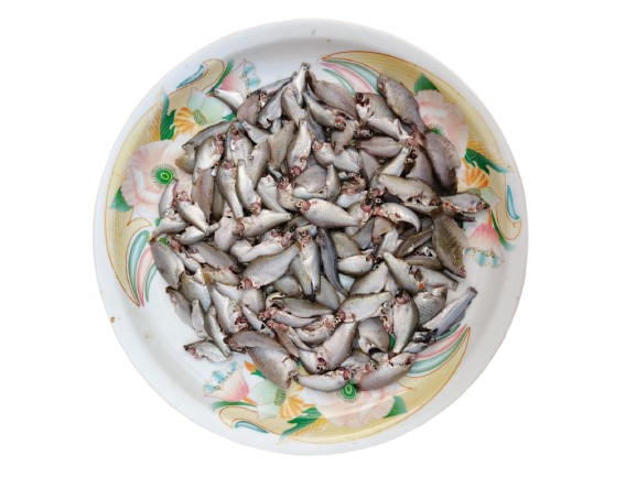দেশি পুঁটি মাছ